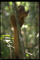 : Hapalemur aureus; Golden Bamboo Lemur