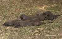 : Mungos mungo; Banded Mongoose