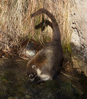 : Nasua nasua; Coatimundi