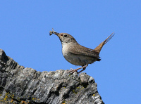 : Troglodytes aedon; House Wren