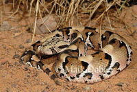 : Bitis arietans x gabonica hybrid; Puffadder Hybrid