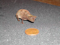 : Brookesia superciliaris