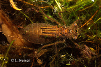 : Leucorrhinia pectoralis; Large White-faced Darter