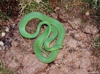: Liochlorophis vernalis; Smooth Green Snake