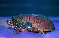 : Sternotherus odoratus; Eastern Musk Turtle