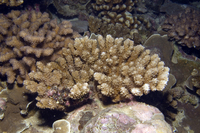 : Acropora lutkeni