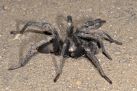 : Calisoga sp.; Funnel Web Spider