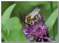 : Eucera nigrescens