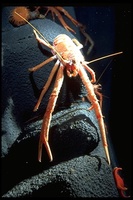 : Munida sp.; Deep Water Squat Lobster