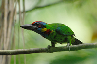 Red-crowned Barbet (Megalaima rafflesii)