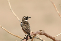 Male Winchat