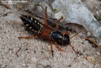 Kejserrovbille (Staphylinus caesareus) Foto/billede af
