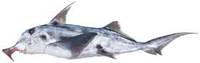 Elephantfish - Callorhinchus milii