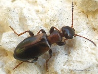 Omonadus floralis - Narrownecked Grain Beetle