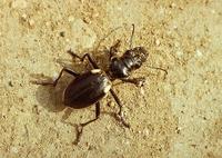 Anthia venator