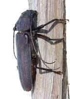 Prinobius myardi