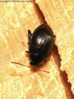 Chaetocnema concinna