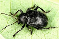 Bromius obscurus