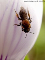 Andrena bicolor