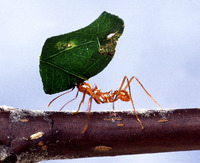 Atta cephalotes