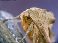 Phlogophora meticulosa - Angle Shades