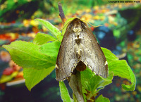 Odontosia carmelita - Scarce Prominent