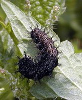 Araschnia levana - Map Butterfly