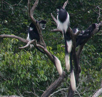 Guereza (Colobus guereza occidentalis)