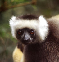 Diademed sifaka (Propithecus diadema)