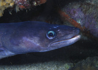 Conger triporiceps, Manytooth conger: fisheries