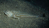 Echiichthys vipera, Lesser weever: fisheries, gamefish
