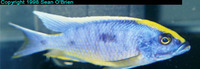 Otopharynx lithobates, : aquarium