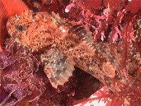 Hemilepidotus spinosus, Brown Irish lord: