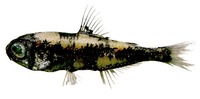 Myctophum nitidulum, Pearly lanternfish: