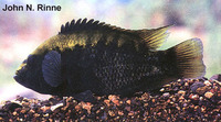 Cichlasoma beani, Green guapote: fisheries, aquarium