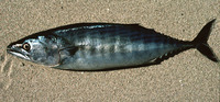 Sarda chiliensis lineolata, Pacific bonito: fisheries, gamefish