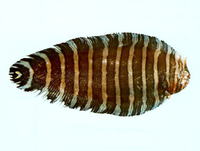 Aesopia cornuta, Unicorn sole: fisheries