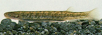 Galaxias divergens, Dwarf galaxias:
