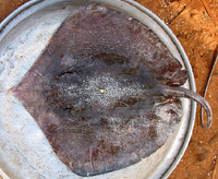 Himantura bleekeri, Bleeker's whipray: fisheries