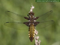 Libellula depressa - Broad-Bodied Chaser