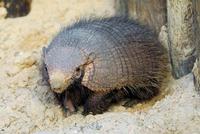 Image of: Chaetophractus villosus (large hairy armadillo)