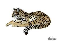 Image of: Leopardus geoffroyi (Geoffroy's cat)