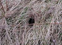 Image of: Microtus pennsylvanicus (meadow vole)