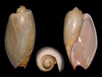 Cymbium olla