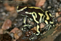 Dendrobates truncatus - Amazon Poison Frog