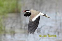 Vanellus indicus - Red-wattled Lapwing