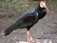 Geronticus calvus - Bald Ibis