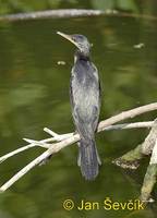 Phalacrocorax fuscicollis - Indian Cormorant