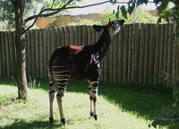 Okapia johnstoni - Okapi