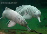 Inia geoffrensis - Pink River Dolphin